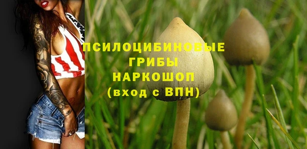 прущие грибы Медвежьегорск
